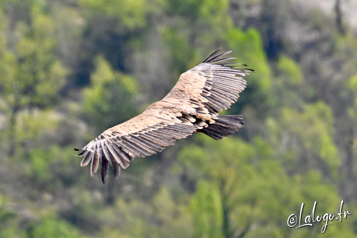 vautours en baronnies - 29 avril 2022 - 16.jpeg