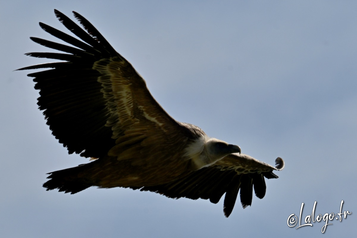 vautours en baronnies - 29 avril 2022 - 21.jpeg